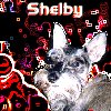Shelby></a></p>
              </td>
              <td width=
